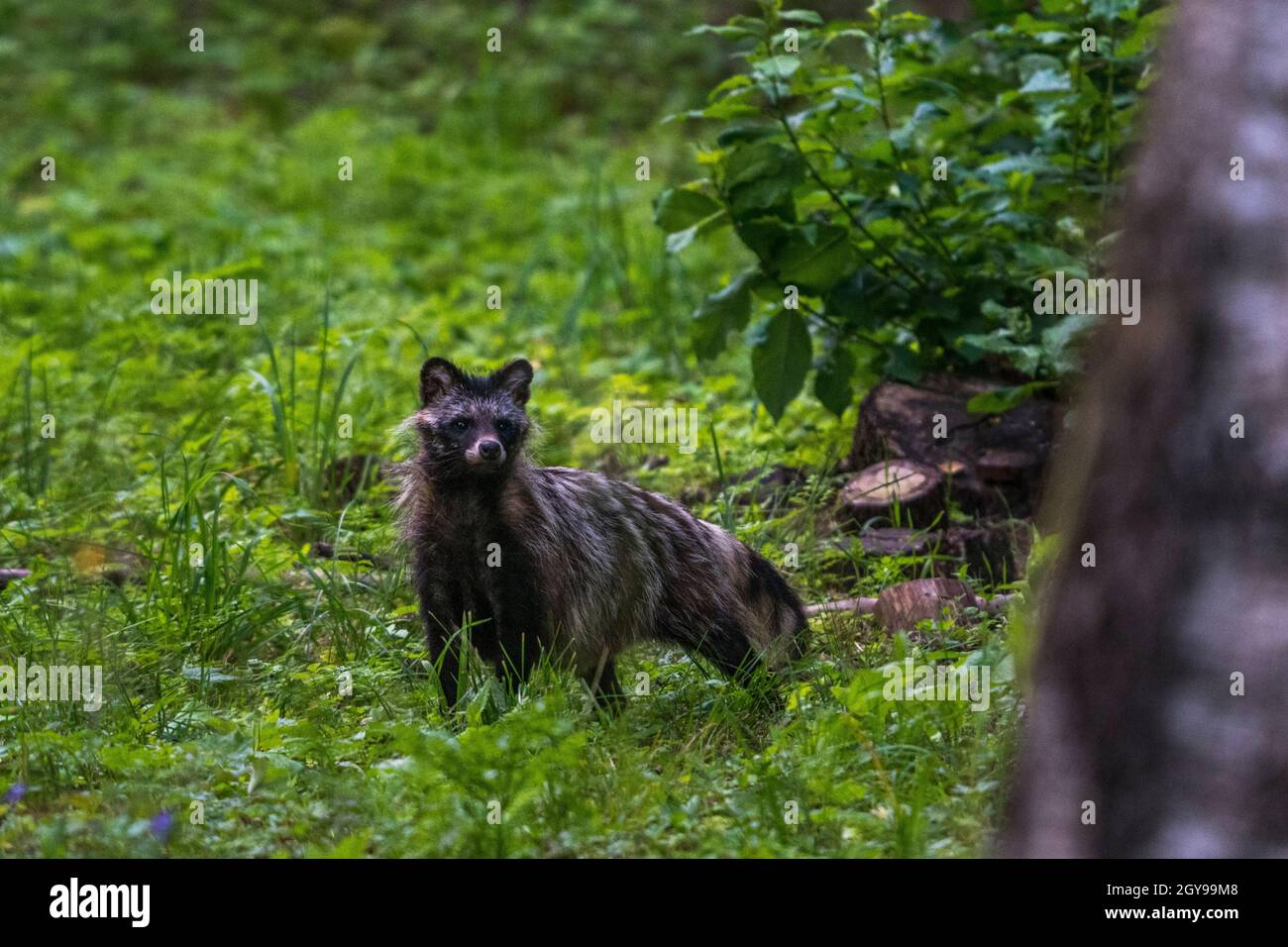 Marderhund (Nyctereutes procyonoides), eine ostasiatische Art, die in Europa eingeführt wurde, ist erwachsen. Stockfoto