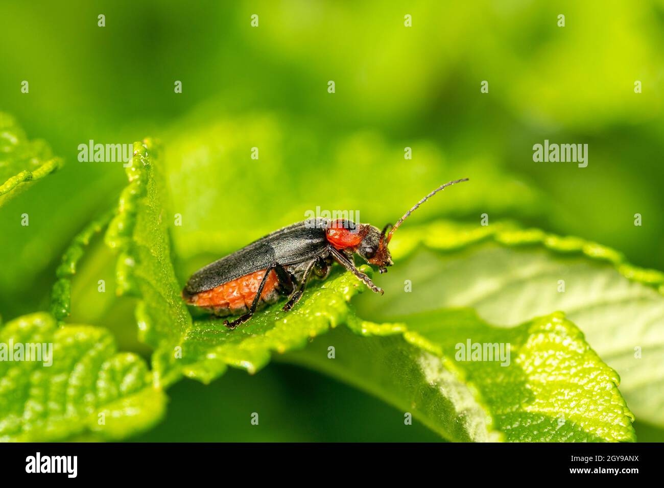 Cantharis livida ist eine Art von Soldatenkäfer, die auf einem grünen Blatt sitzt, Nahaufnahme. Natürlicher Hintergrund. Stockfoto