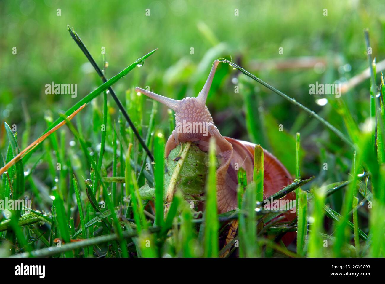 Schnecke am Morgen Tau Gras frisst Pflanzenblätter. Helix pomatia, gebräuchliche Namen die römische Schnecke, Burgunder Schnecke, essbare Schnecke Stockfoto