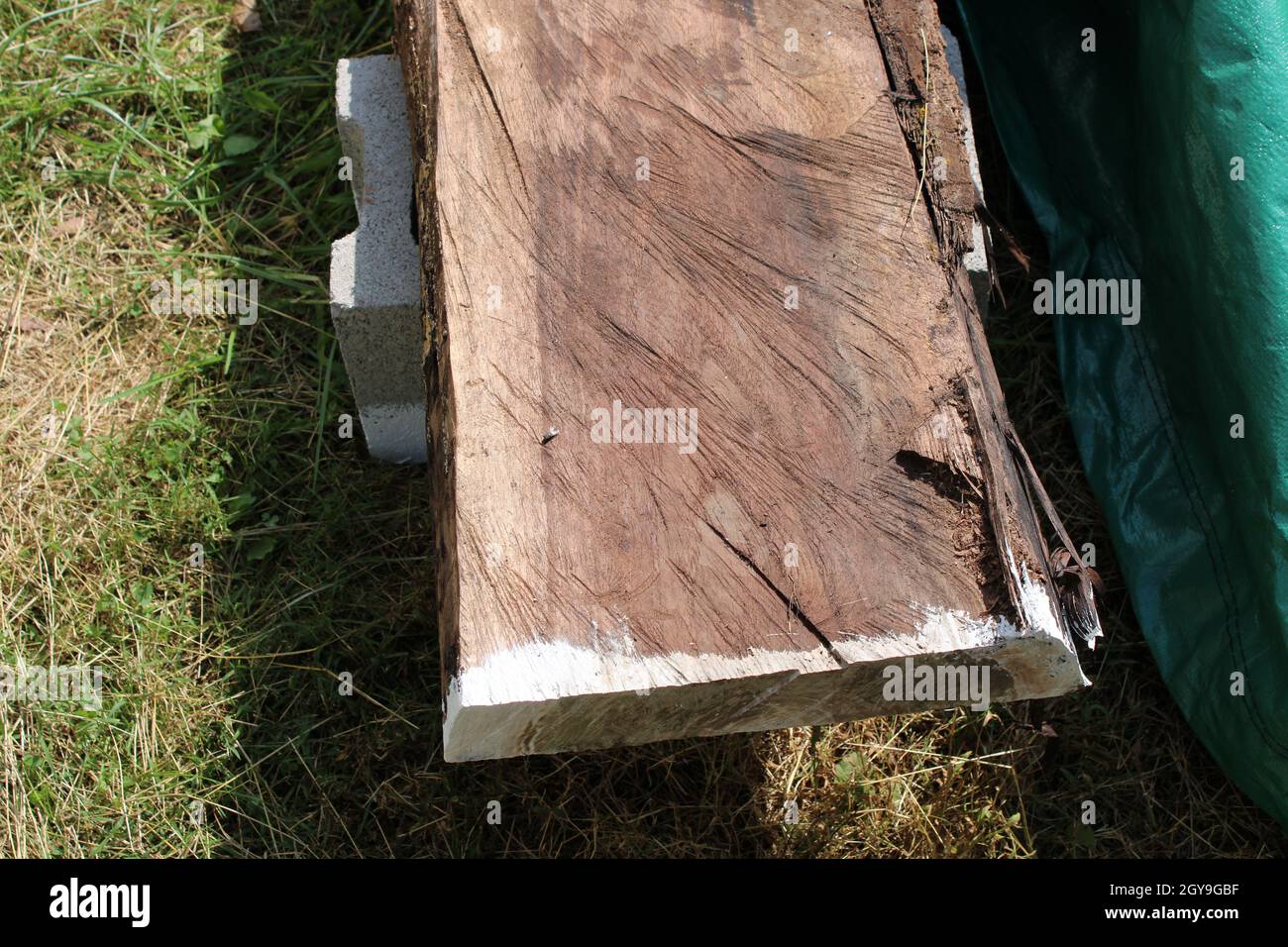 Eine grobe schwarze Walnussscheide Trocknen auf einem Zunder Stockfoto