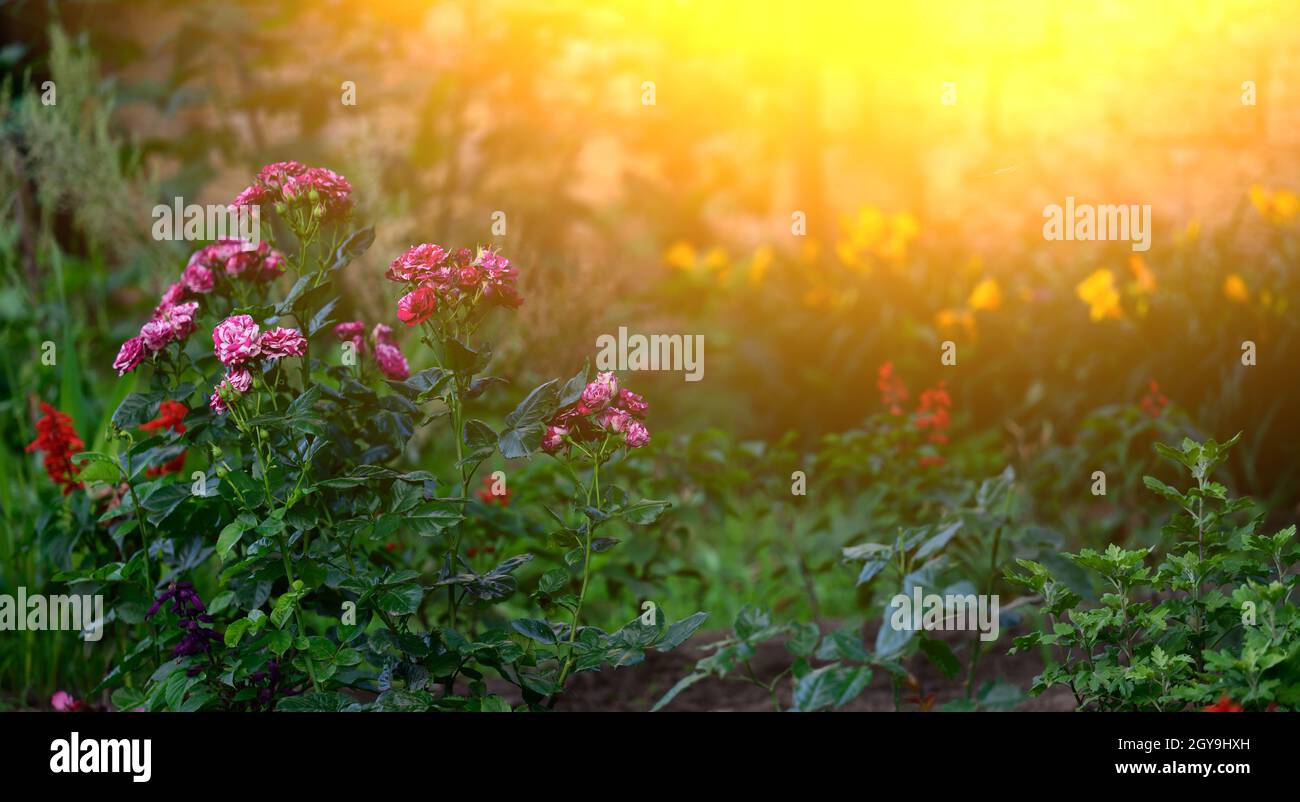 Zweig mit blühenden rosa Rosenknospen und grünen Blättern, die Lichter einer Sonne Stockfoto