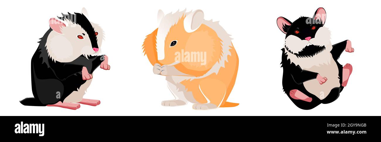 Drei realistische Hamster auf weißem Hintergrund - Vektor-Illustration Stockfoto