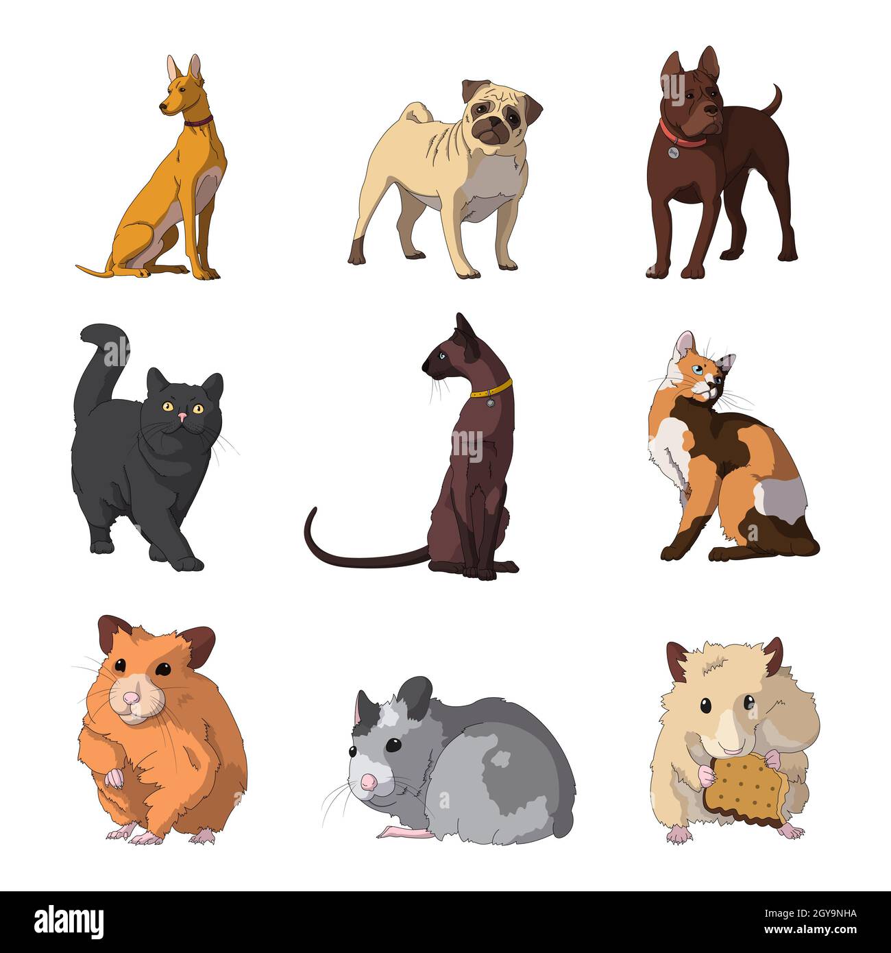 Rasse von realistischen Haustieren Katzen, Hunde und Hamster - Vektor-Illustration Stockfoto