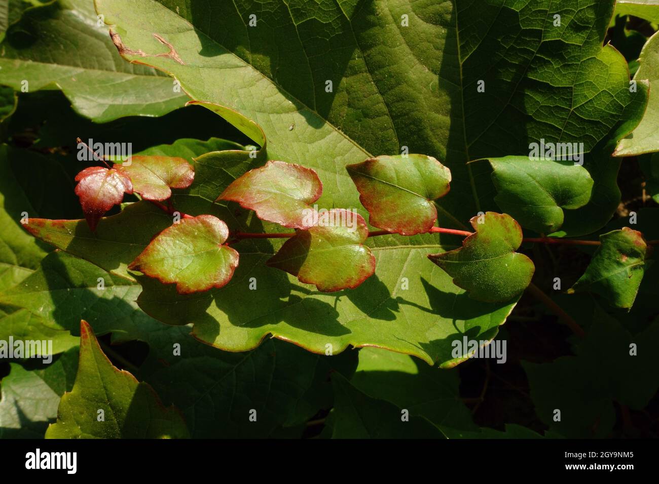 Herbstfarbe von Sizilien Natur Blätter von Boston Efeu im Ätna Park Stockfoto