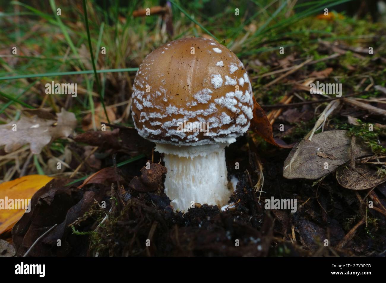 Herbstfarben von Sizilien Natur Nahaufpilz von amanita pantherina im Ätna Park Stockfoto