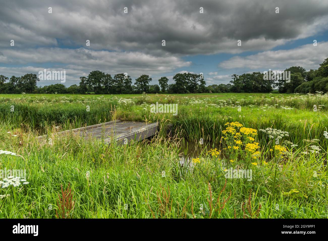Blühende Landschaft mit Ragwort, Jacobaea vulgaris und gewöhnlicher Hogweed, Heracleum sphondylium und Gräsern entlang der Ufer des Rolder Diep Stockfoto