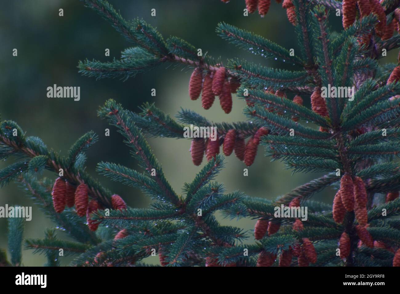 Regentropfen auf einer tiefgrünen Kiefer mit braunen Kiefern Stockfoto