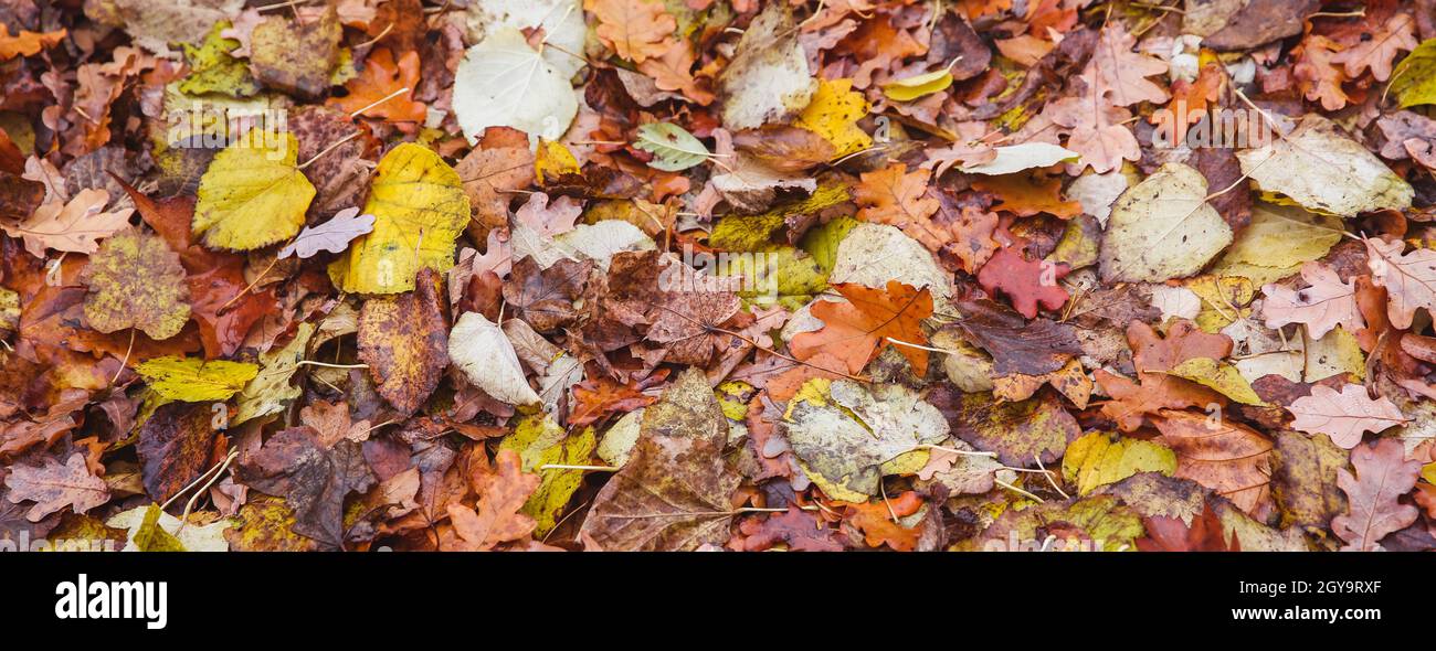 Bunte Herbstblätter liegen auf dem Boden. Blick von oben. Stockfoto