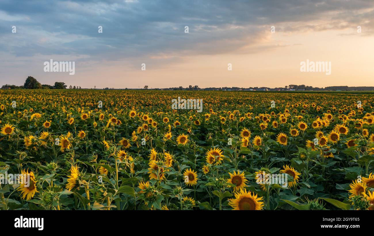 Sonnenblumenfeld in der Sommerzeit morgens, Woiwodschaft Podlachien, Polen, Europa Stockfoto