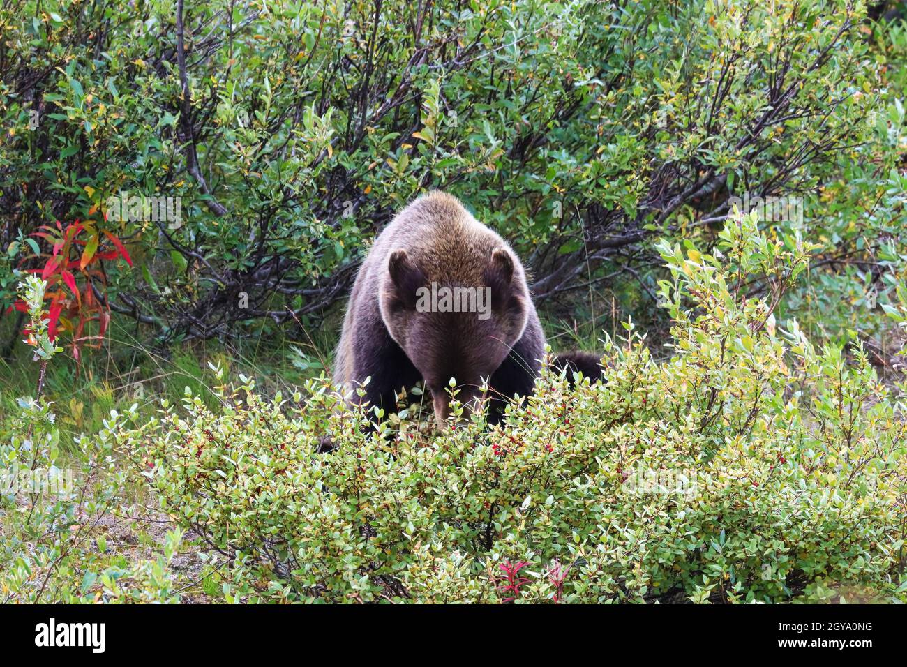 Ein Grizzlybär sitzt und isst Beeren von einem Busch. Stockfoto