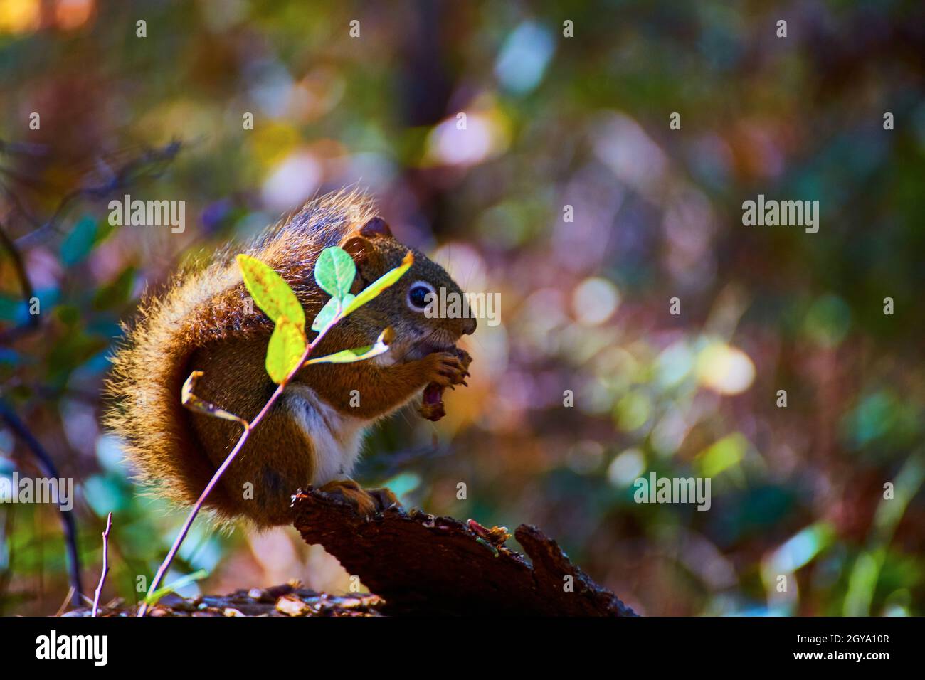 Eichhörnchen essen eine Nuss oder eine Eichel mit wenig Laub, um es zu verbergen Stockfoto