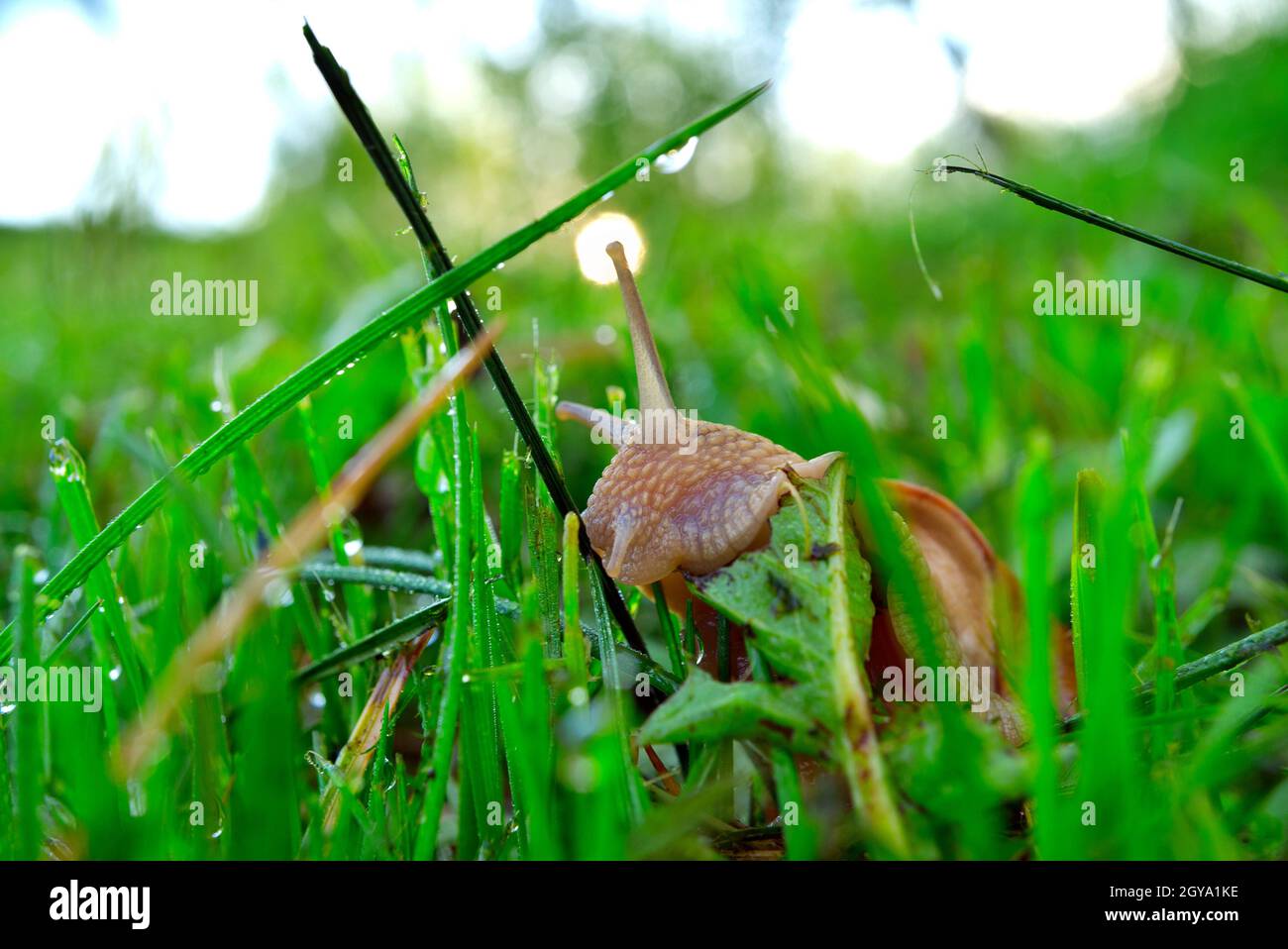 Schnecke am Morgen Tau Gras frisst Pflanzenblätter. Helix pomatia, gebräuchliche Namen die römische Schnecke, Burgunder Schnecke, essbare Schnecke Stockfoto