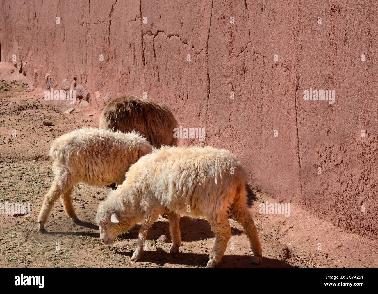 Schafe, die für ihre Wolle in El Rancho de las Golondrinas lebenden  Geschichte Komplex in der Nähe von Santa Fe, New Mexico, aufgewachsen sind  Stockfotografie - Alamy