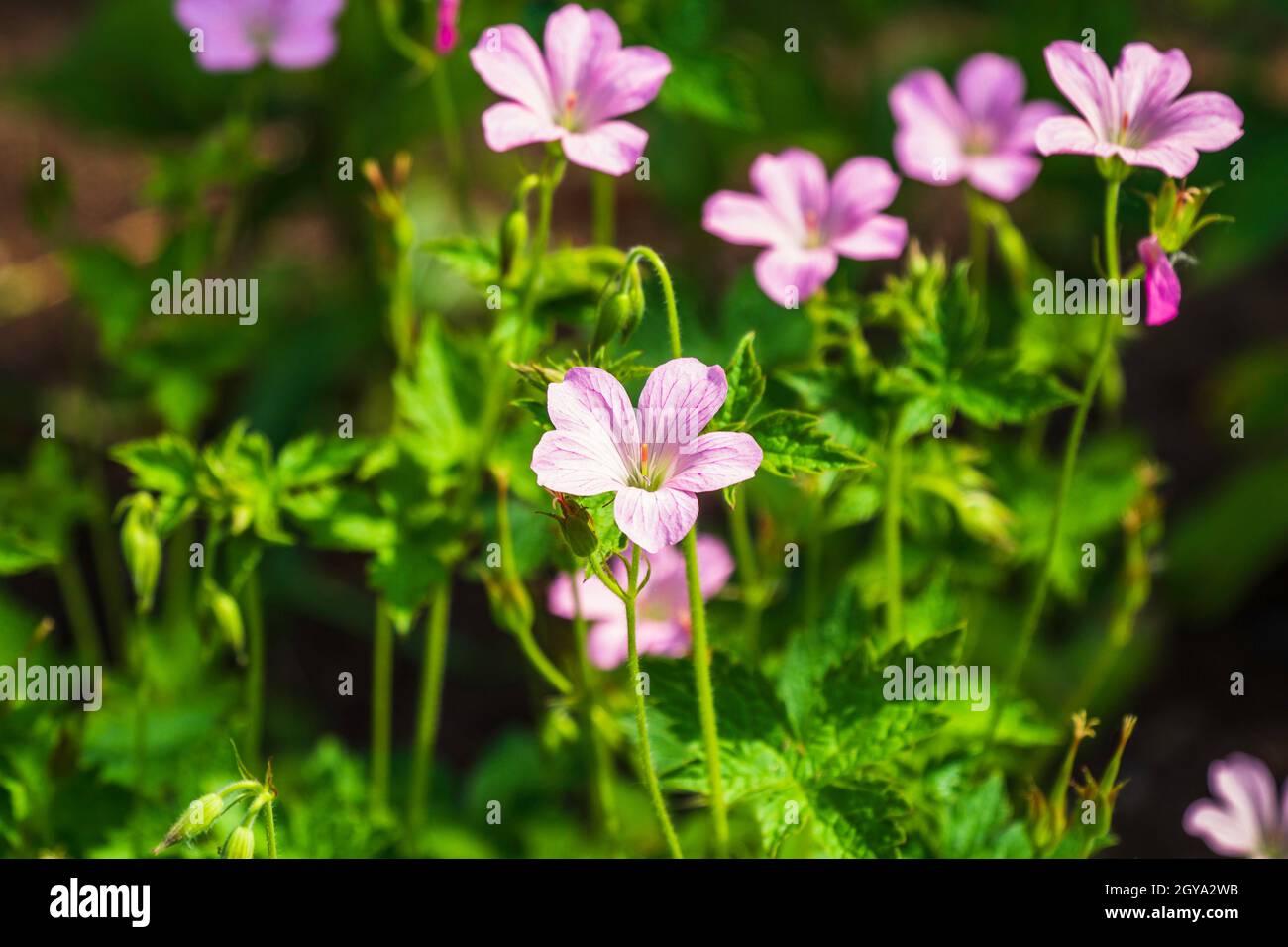 Rosa Geranienblume im Garten im sonnigen Sommer. Stockfoto