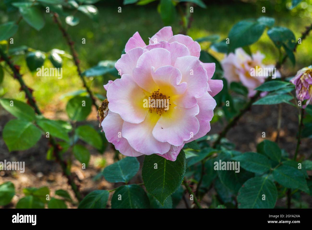 Rose Blume auf dem Hintergrund verschwommene rosa Rosen Blume im Garten der Rosen. Stockfoto