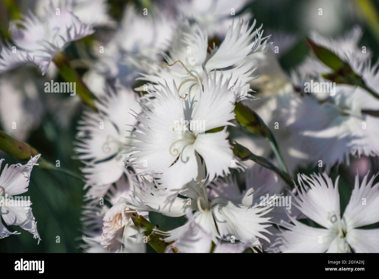 Rosenblume Dianthus Plumarius im sonnigen Sommergarten. Stockfoto