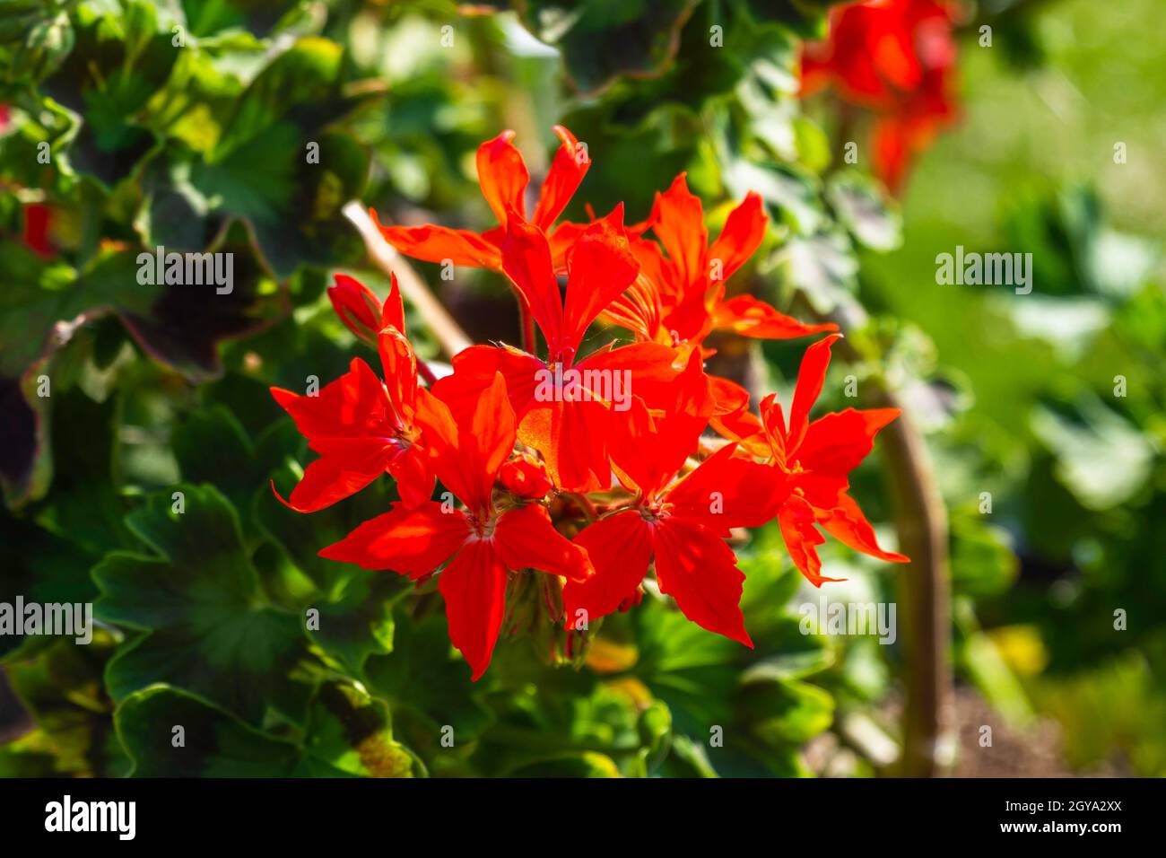 Farbenfrohe Sommerblumen blühen im Garten. Stockfoto