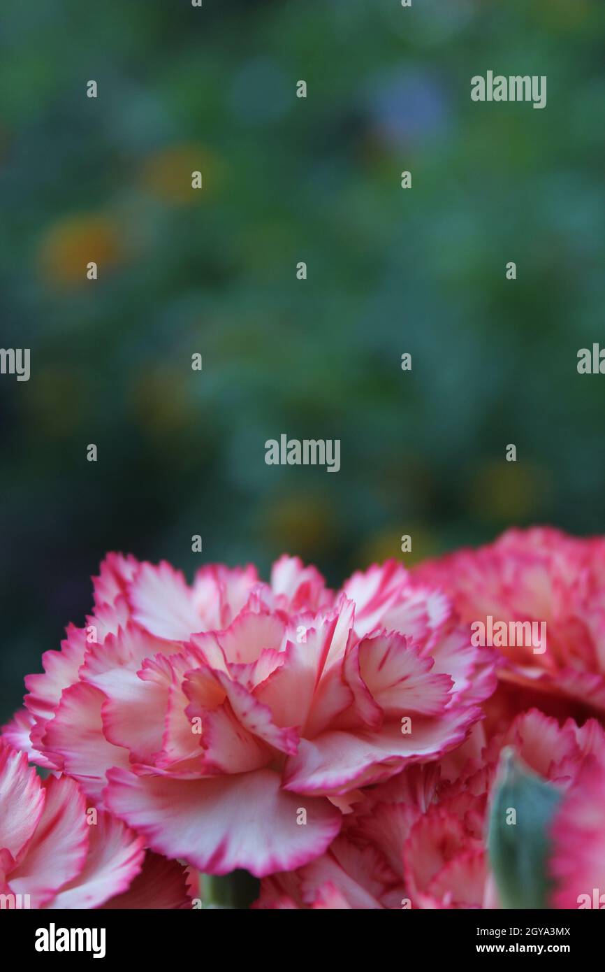 Carnaitions, Dianthus carophyllus mit orangefarbener Lantana im Hintergrund Stockfoto