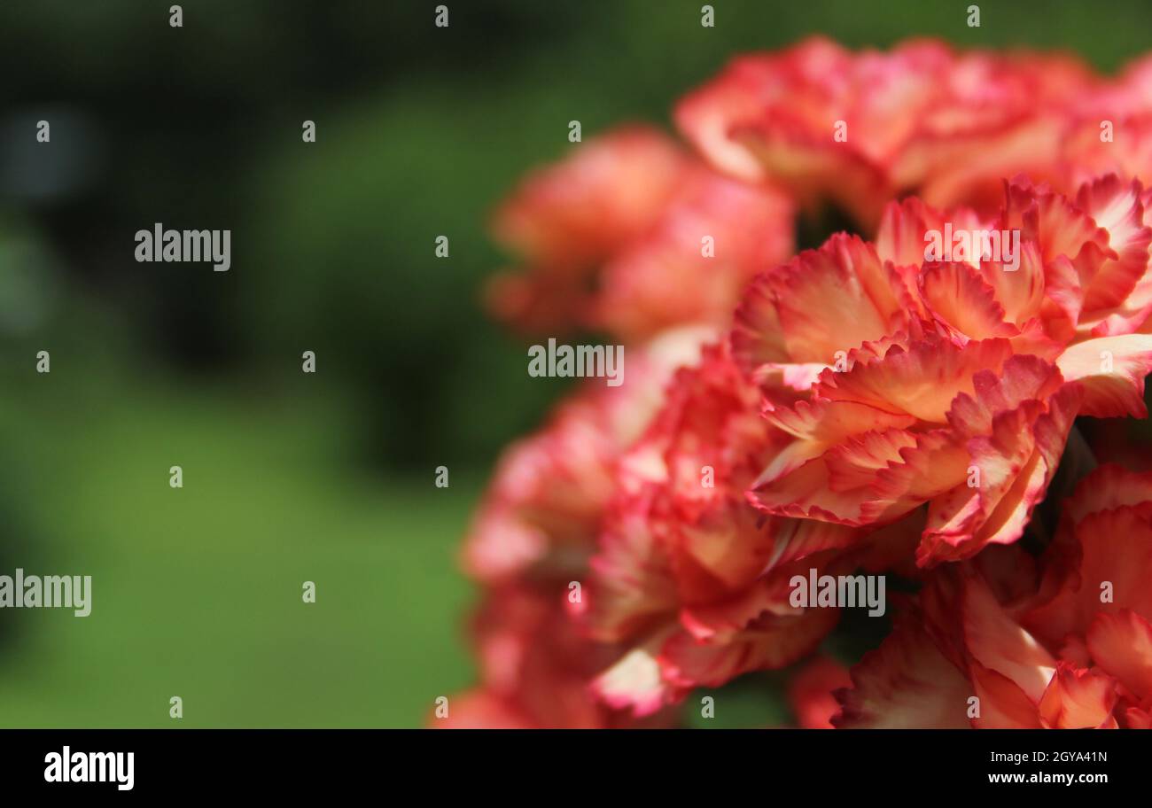 Carnaitions, Dianthus carophyllus mit orangefarbener Lantana im Hintergrund Stockfoto