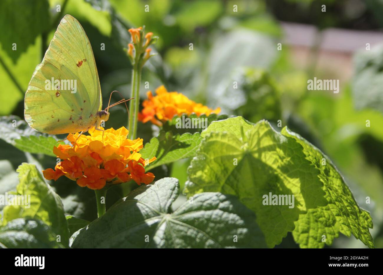 Orangefarbener Schwefel-Schmetterling, Colias eurythemes, auf orangefarbener Lantana-Blume Stockfoto