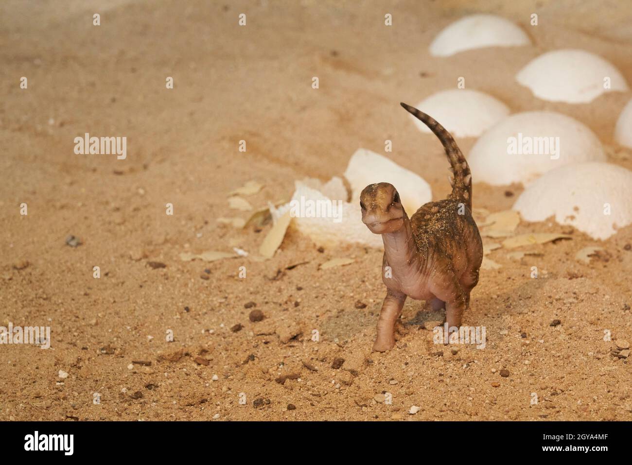 Nachbildung neugeborener Dinosaurier im Paläontologischen Museum von Cuenca, Castilla La Mancha, Spanien Stockfoto