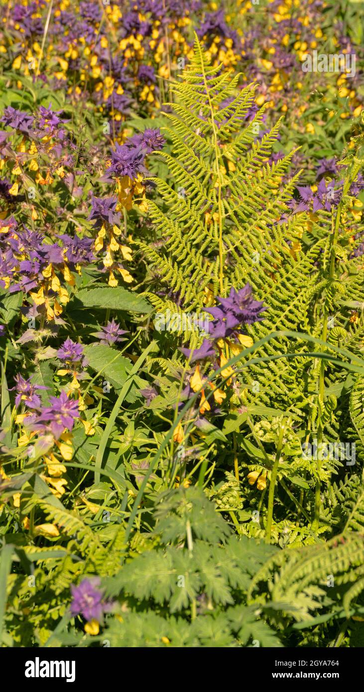 Durchgehender Teppich aus zweifarbigen Wiesenblumen aus blauem Kuhweizen  (Melampyrum nemorosum) im Hochsommer am Waldrand. Osteuropäische Wiesen. B  Stockfotografie - Alamy