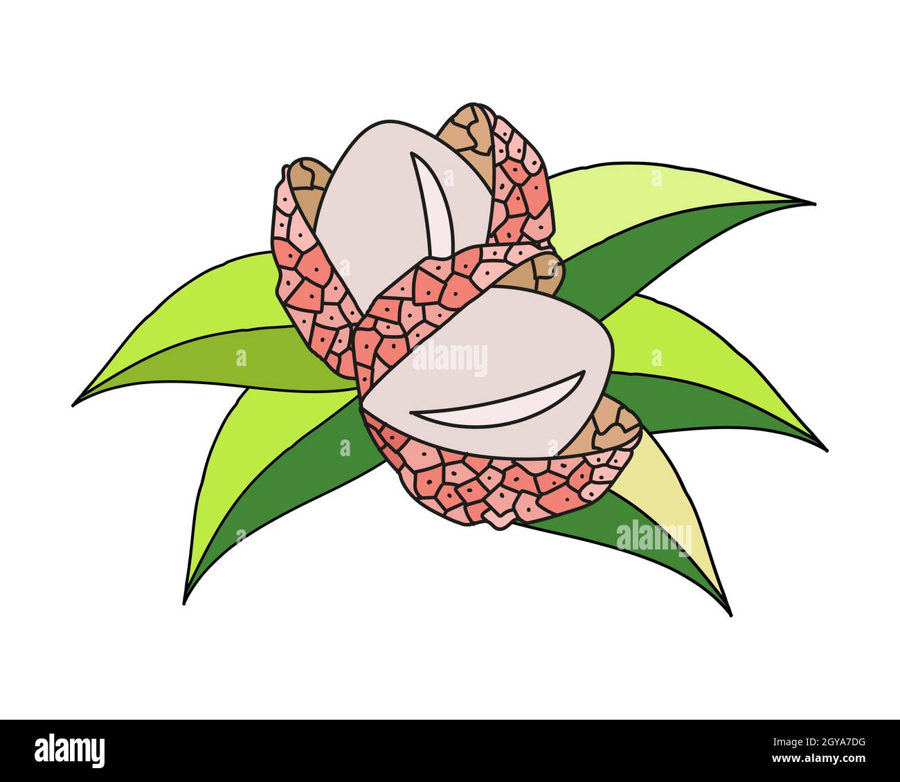 Vektor-Illustration von Litschi mit Blättern im Doodle-Stil. Elemente im Cartoon-Design. Stock Vektor