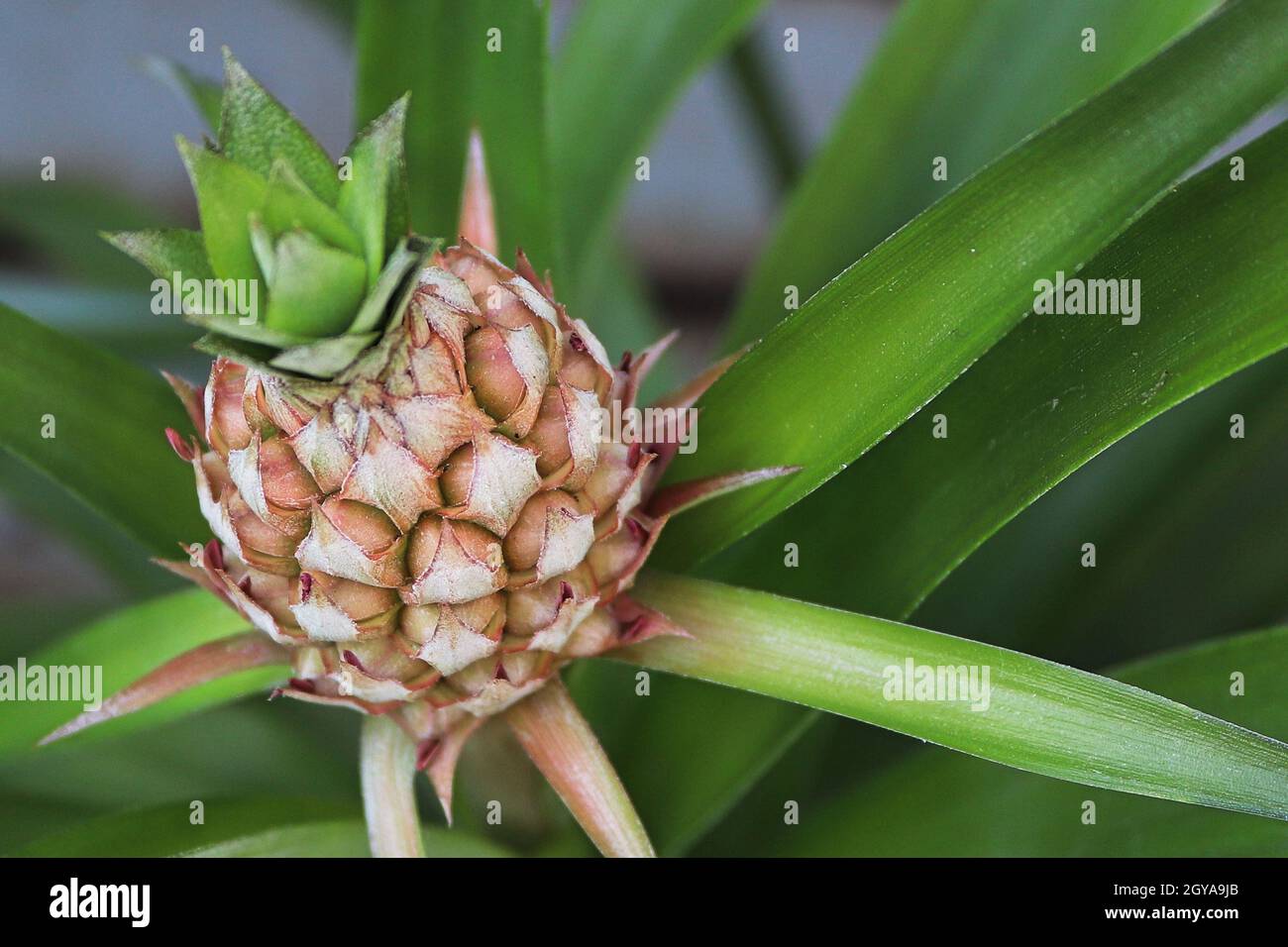 Nahaufnahme einer winzigen Ananas, die auf einer Zimmerpflanze wächst. Stockfoto