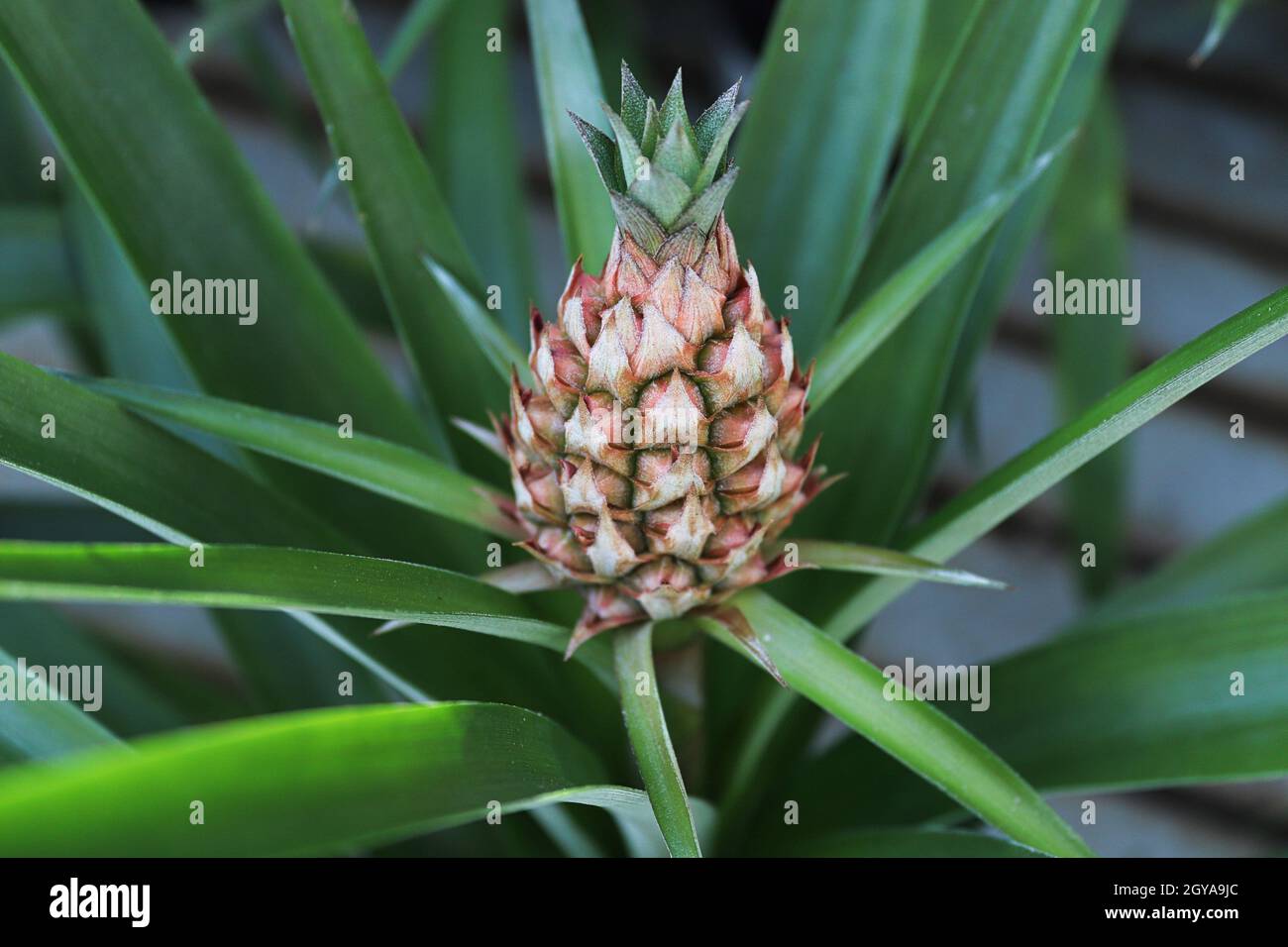 Nahaufnahme einer winzigen Ananas, die auf einer Zimmerpflanze wächst. Stockfoto