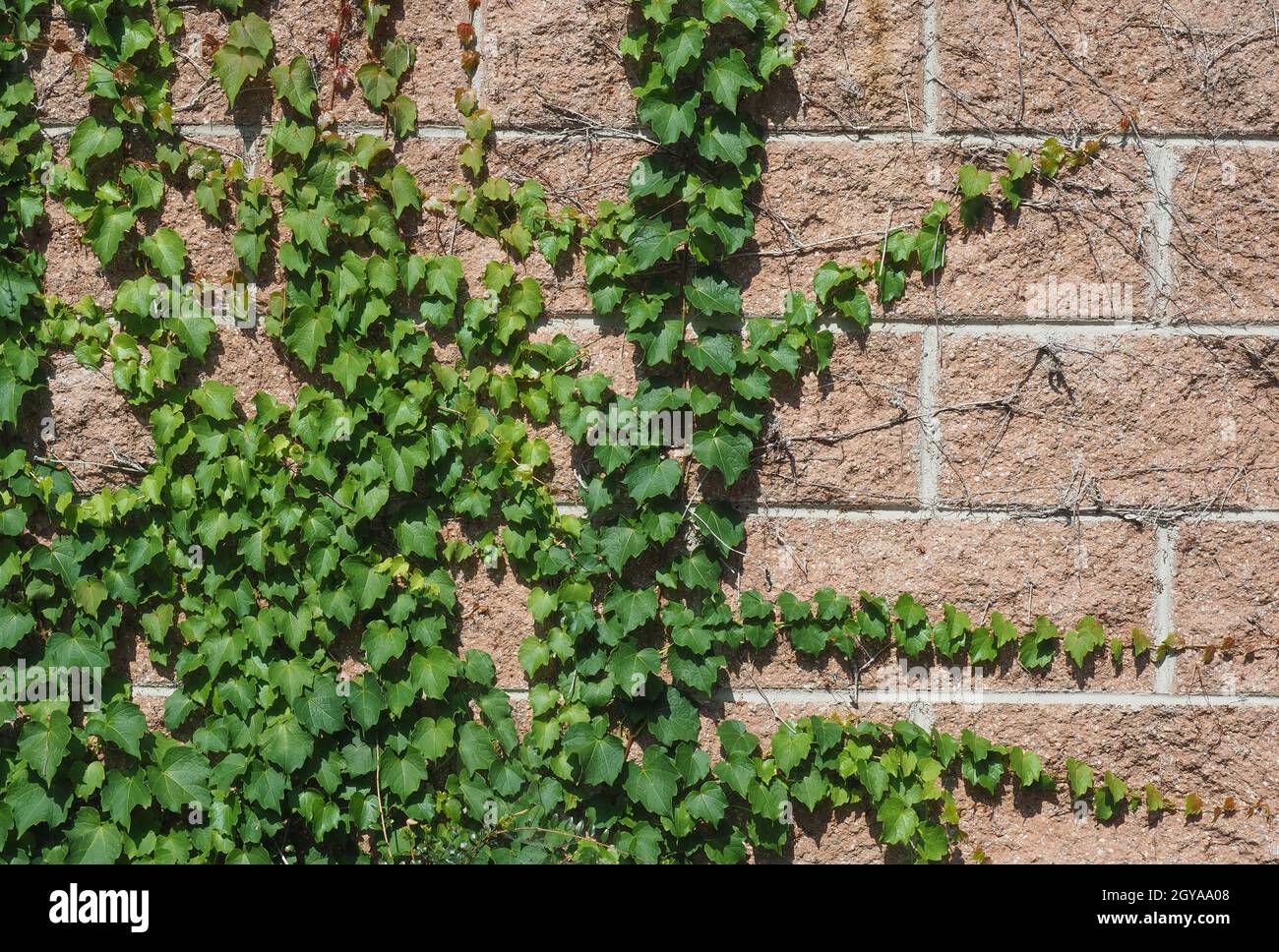 efeu (Hedera) Pflanze über Ziegelwand nützlich als Hintergrund Stockfoto
