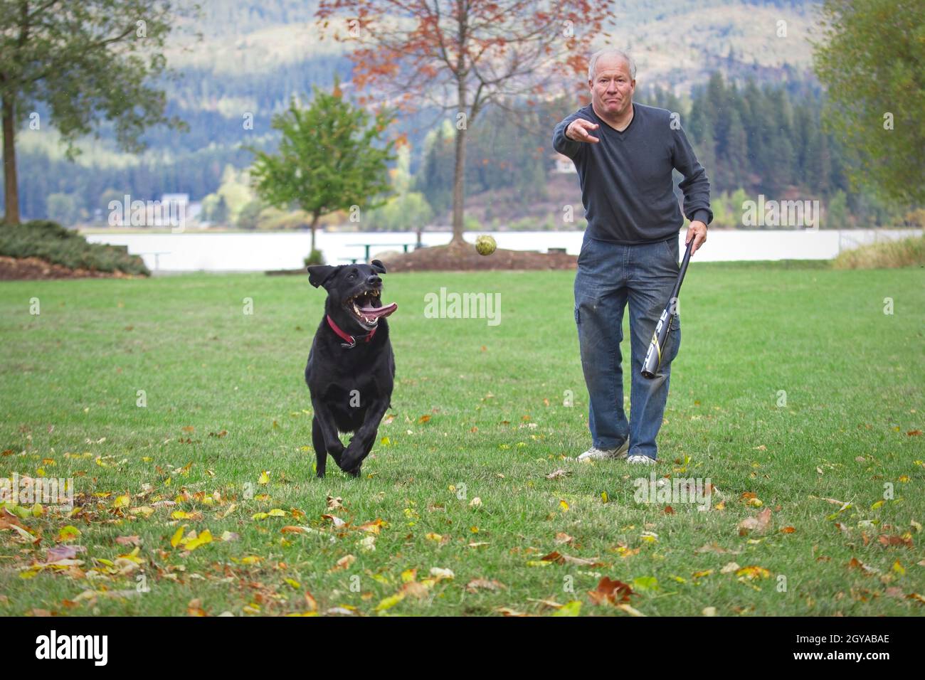 Ein redaktionelles Foto eines Mannes, der mit seinem schwarzen Labrador Retriever in Hauser, Idaho, Fetch spielt. Stockfoto