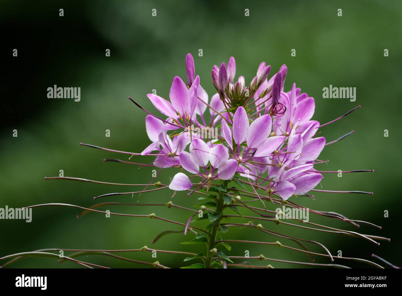 cleome hassleriana, rosa Spinnenblume vor verschwommenem grünen Hintergrund Stockfoto