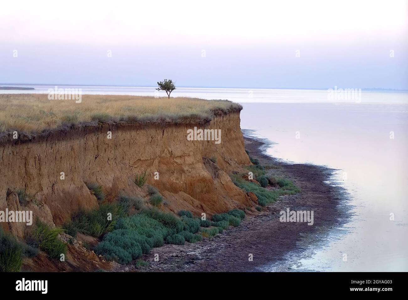 Küste, wilder Ort. Ein steiler, steiler Lehmrand mit einem eintönigen Maulbeerbaum. Beeindruckende Clay Cliff in der Ukraine, Region Cherson, Snake Peninsula Stockfoto