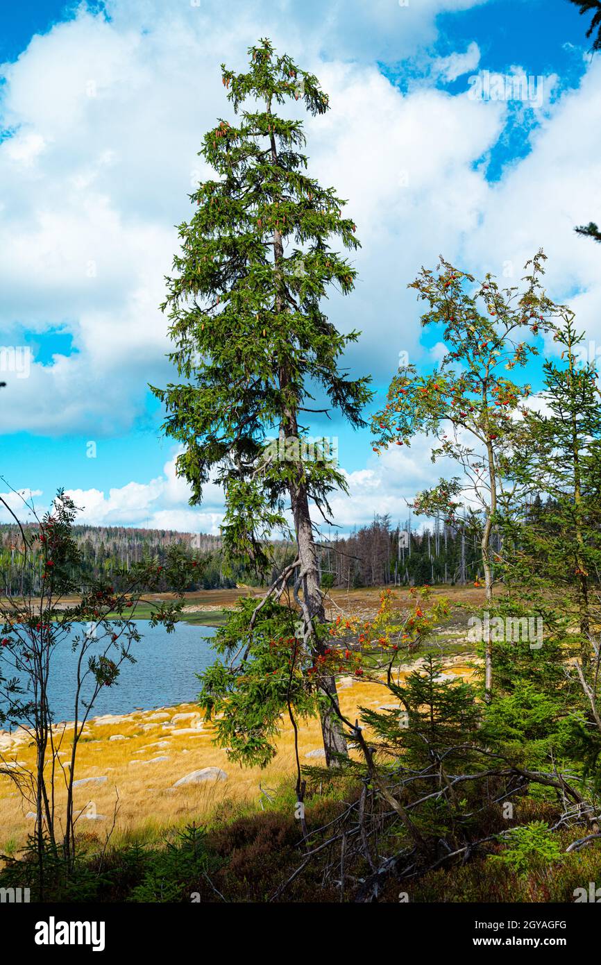 Ökologische Katastrophe im Harz Stockfoto