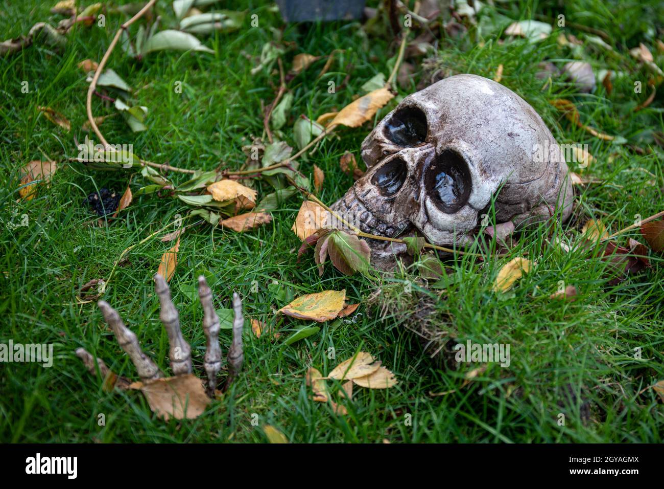 Schädel und Skeletthand ragen aus dem Boden. Halloween Dekoration. Stockfoto