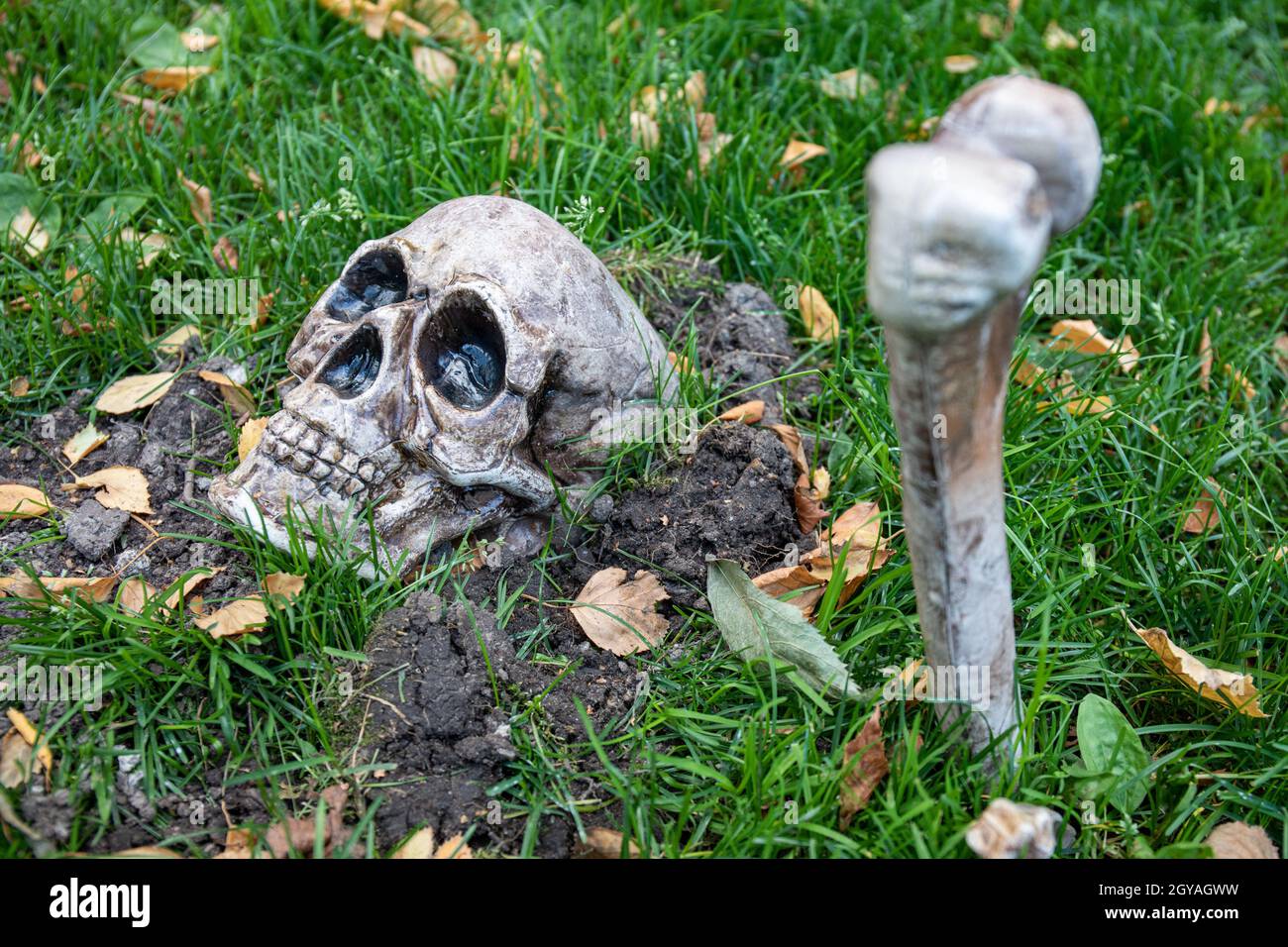 Gefälschter Schädel und Knochen ragen aus flachem Grab Stockfoto