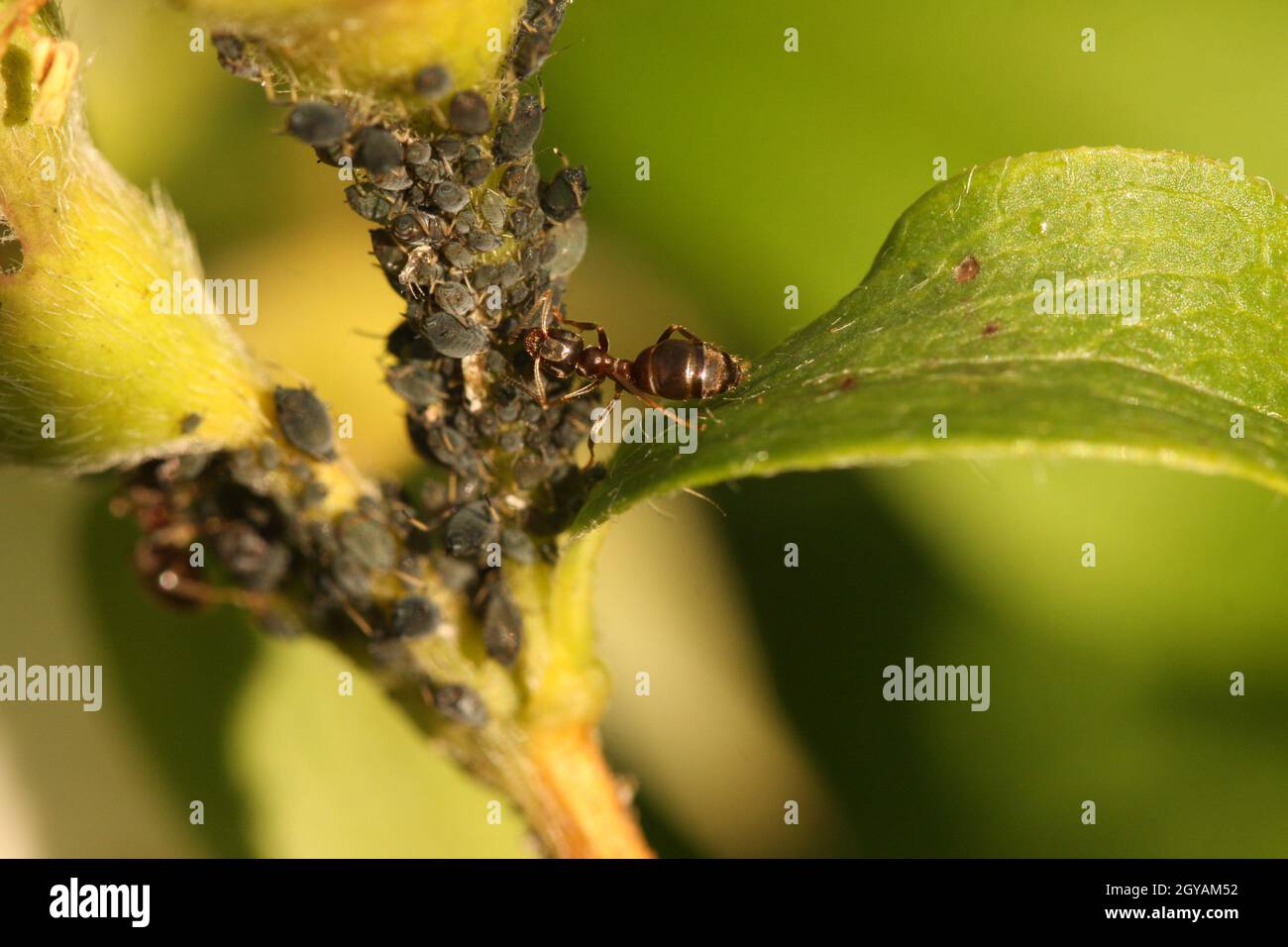 Ameise melkt schwarze Blattläuse für ihren Honigtau Stockfoto