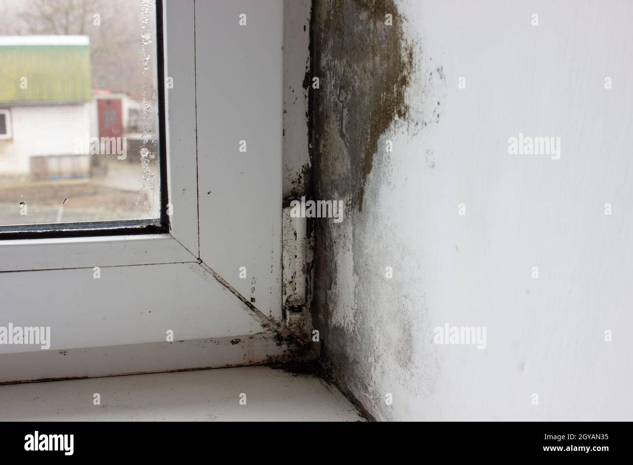 Die Ecke auf der Fensterbank ist mit Schimmel bedeckt, Schimmel auf Kunststofffenstern. Stockfoto