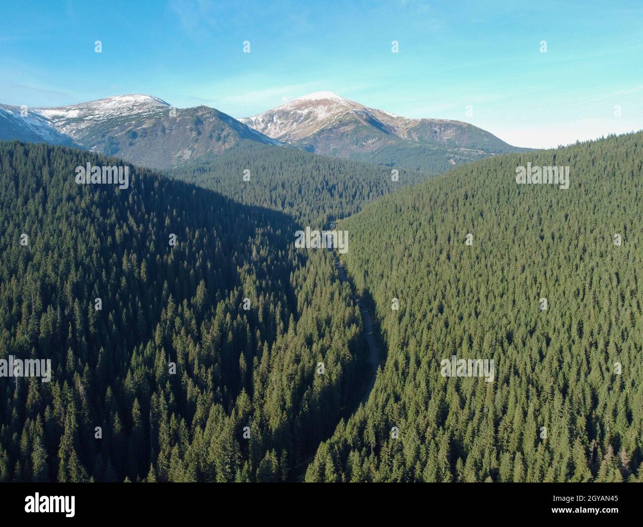 Die Straße durch den Wald zum Berg Hoverla, den Karpaten in der Ukraine. Stockfoto