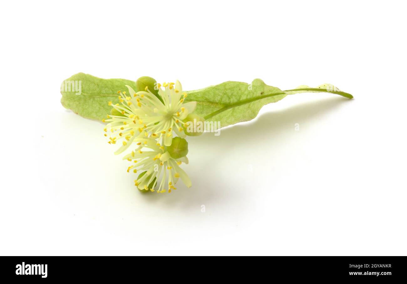 Linden ist eine medizinische, Honig-, Lebensmittel- und technische Pflanze. Blume isoliert auf weißem Hintergrund Stockfoto