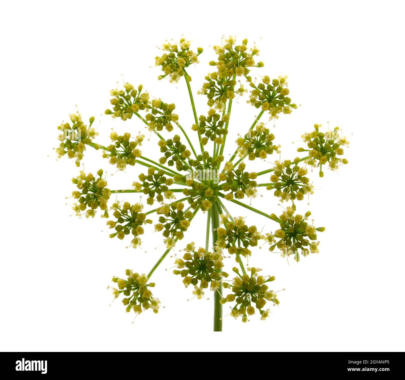 Dill Blume auf weißem Hintergrund Stockfoto