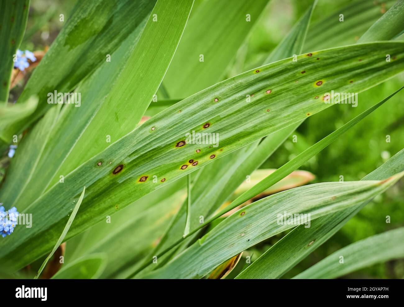 Häufige Pflanzenkrankheiten. Pilzflecken auf den Blättern. Schwarzer Fleck oder Flecken auf Gartenpflanzen. Blight infizierte Stämme. Cankerwunden durch bakterielle Krankheitserreger. Ma Stockfoto