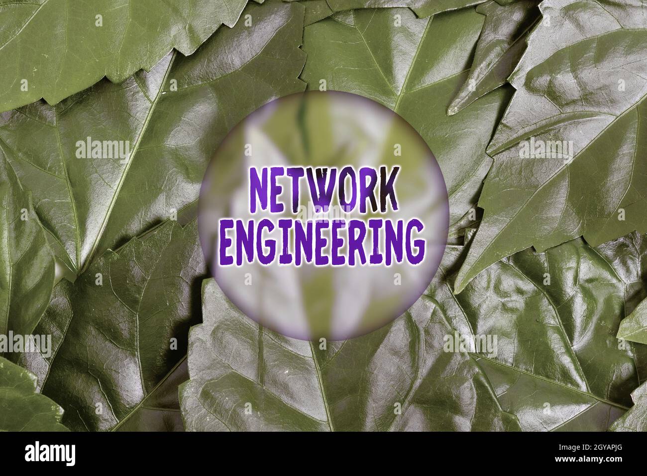Konzeptionelle Anzeige Network Engineering, Wort geschrieben auf Feld mit Internetworking Service Anforderung Naturschutz Ideen, New Enviro Stockfoto