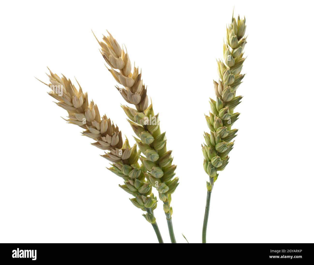 Weizenspieße auf weißem Hintergrund isoliert. Probleme mit der Reifung der Stacheletts, schmerzhafte Körner, schlechte Ernte Stockfoto