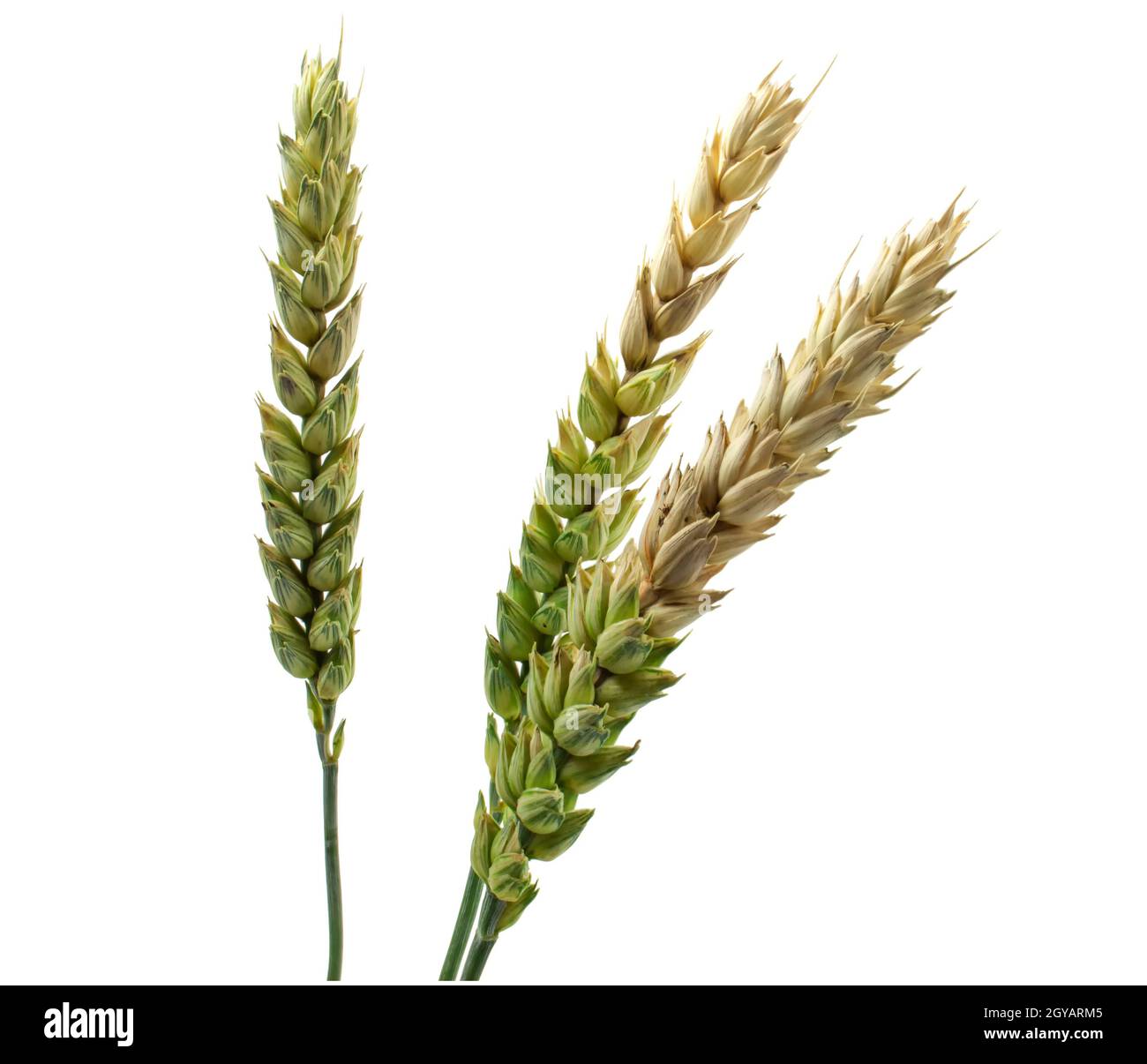 Nahaufnahme von reifenden Ähren von Weizen auf weißem Hintergrund isoliert Stockfoto