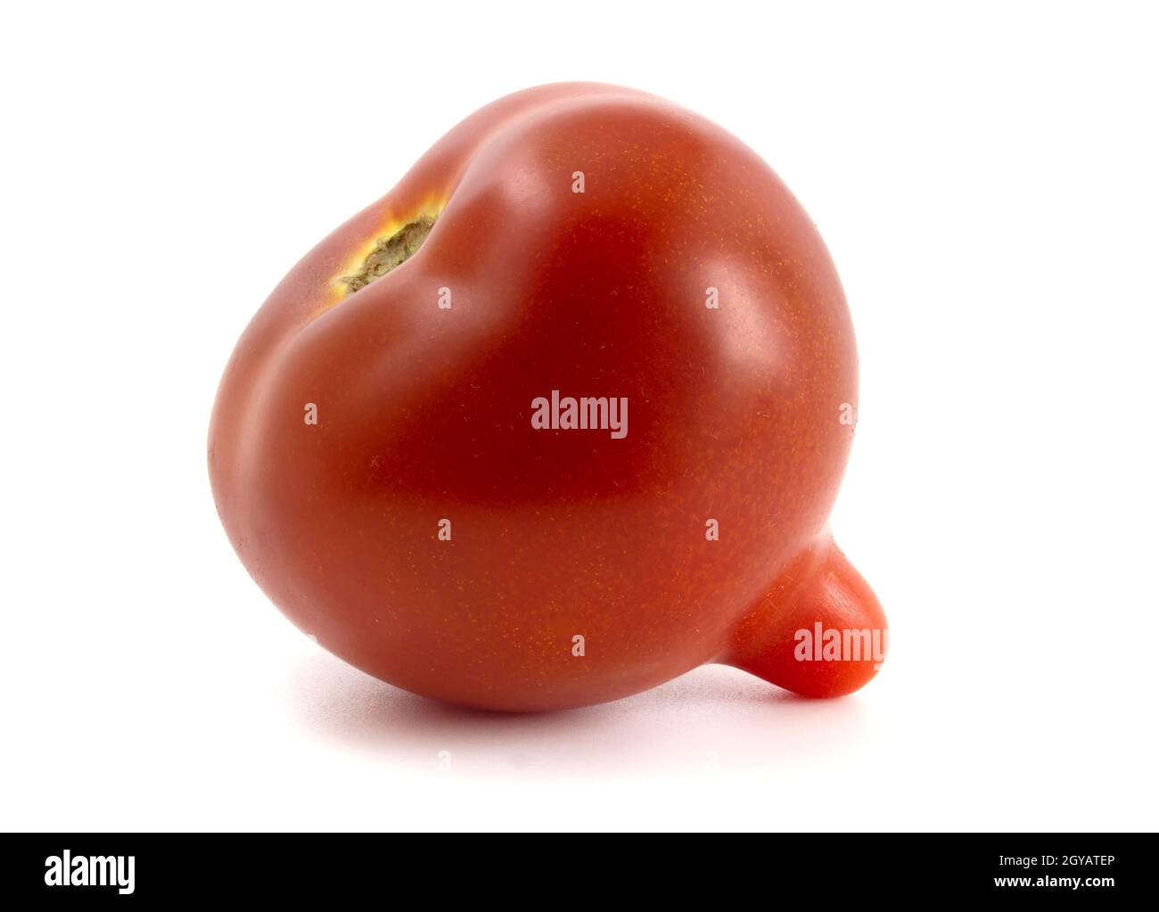 Frische Tomate mit länglicher Spitze isoliert auf weißem Hintergrund Stockfoto