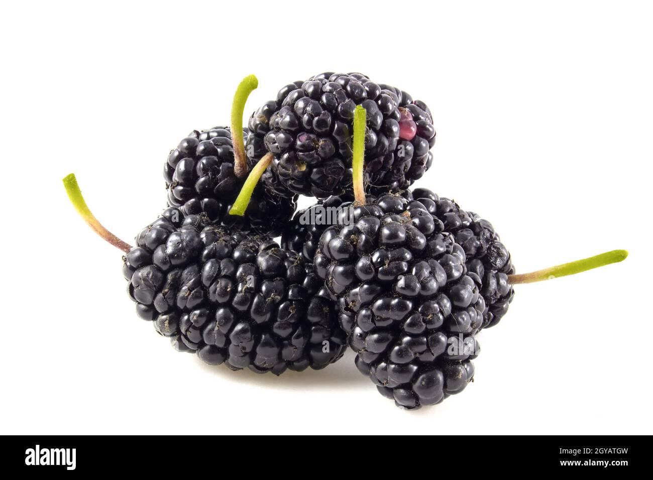 Schwarze Maulbeere mit Stielen isoliert auf weißem Hintergrund Stockfoto