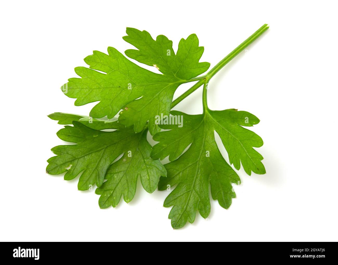 Zweig der grünen Petersilie isoliert auf weißem Hintergrund. Frische  Kräuter zum Kochen Stockfotografie - Alamy