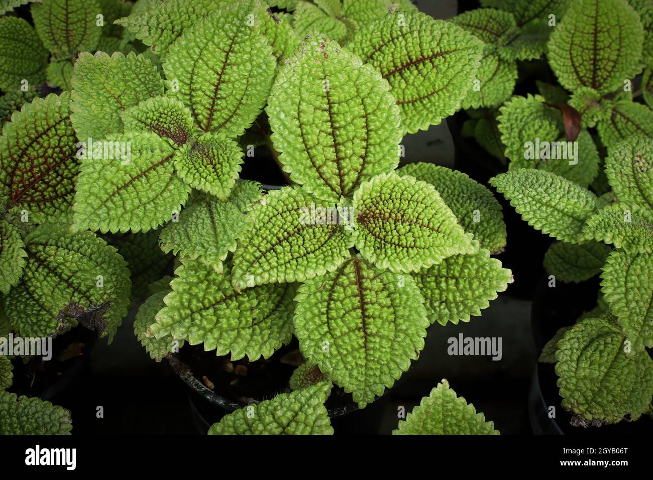 Nahaufnahme vieler pilea-Zimmerpflanzen mit holprigen Blättern. Stockfoto