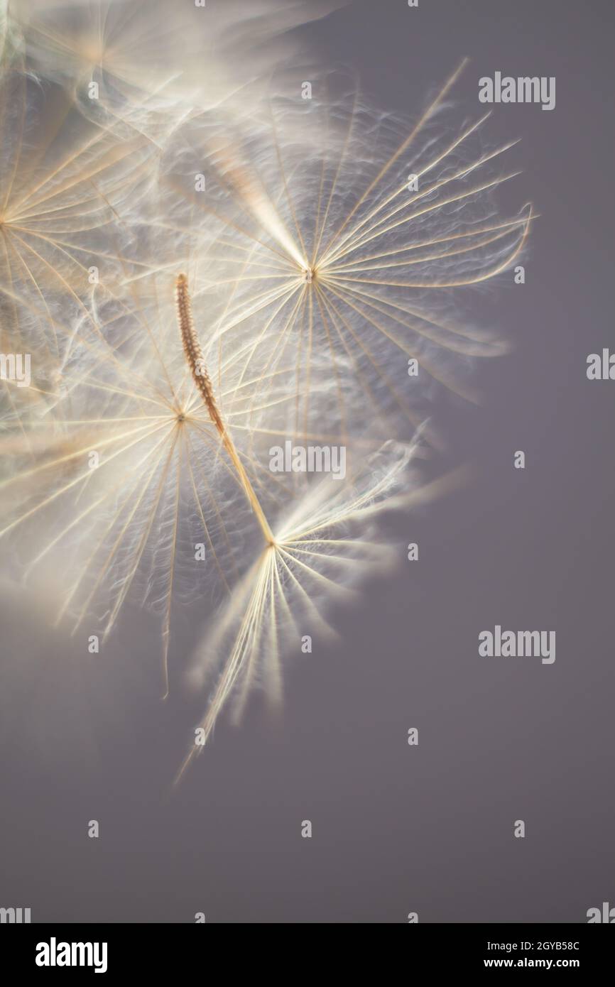 Riesiges Dunkelrot-Samenmakro auf pastellfarbenem Hintergrund Stockfoto